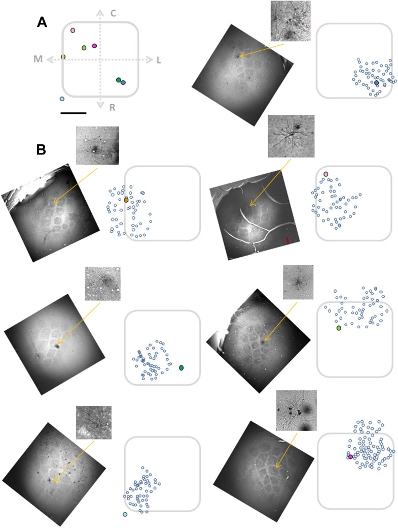 Figure 2—figure supplement 1.