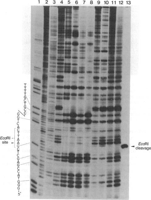 graphic file with name pnas00287-0022-a.jpg