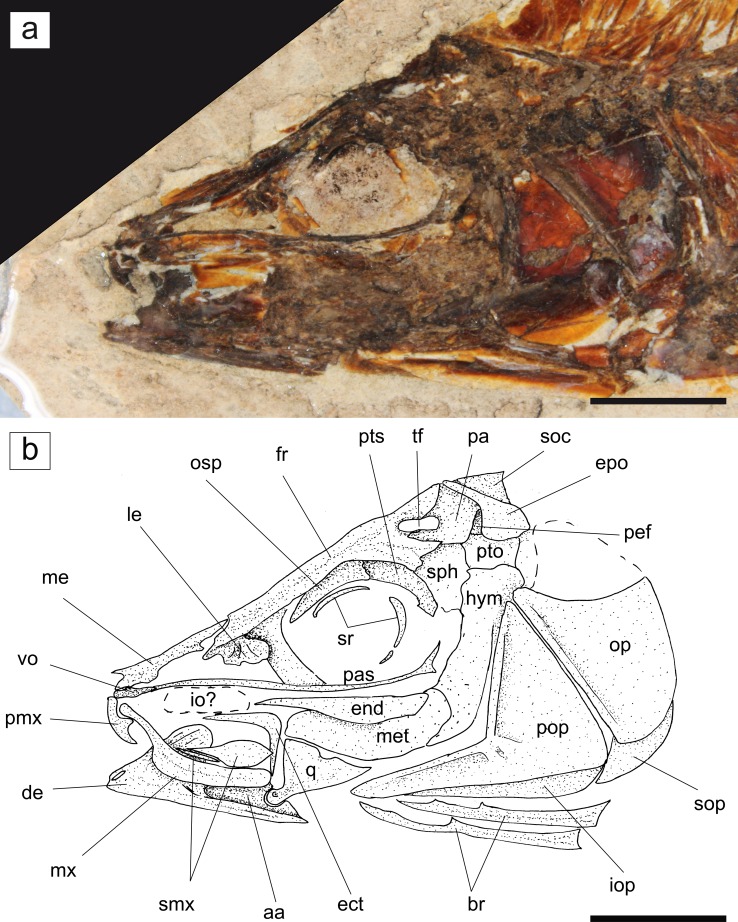 Fig. 2