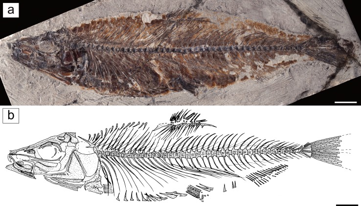 Fig. 1