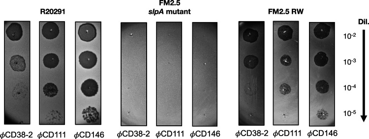 FIG 2