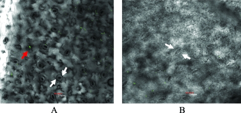 FIG. 2.