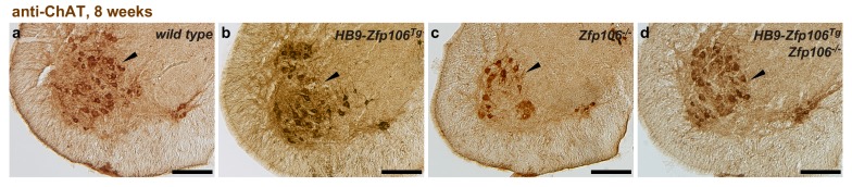 Figure 2—figure supplement 4.