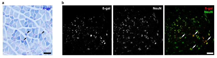 Figure 2—figure supplement 2.