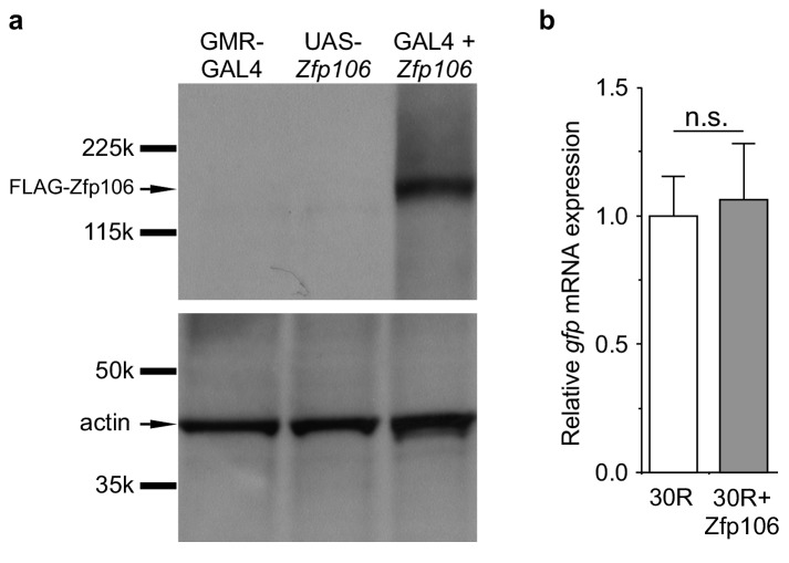 Figure 4—figure supplement 1.