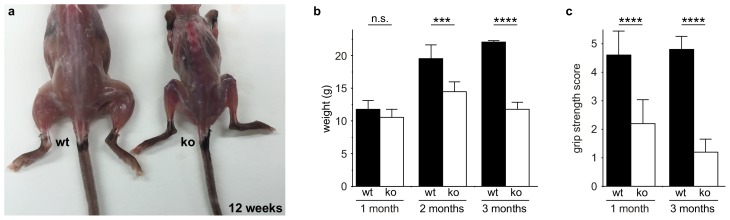 Figure 2—figure supplement 1.