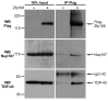 Figure 3—figure supplement 1.