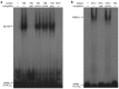 Figure 1—figure supplement 1.