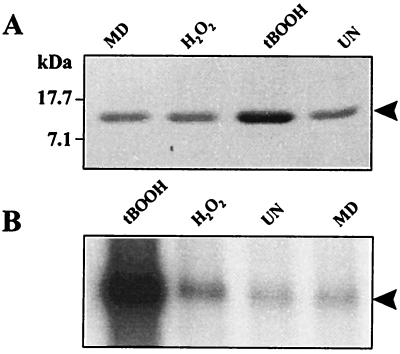 FIG. 7