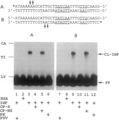 graphic file with name pnas01147-0426-a.jpg