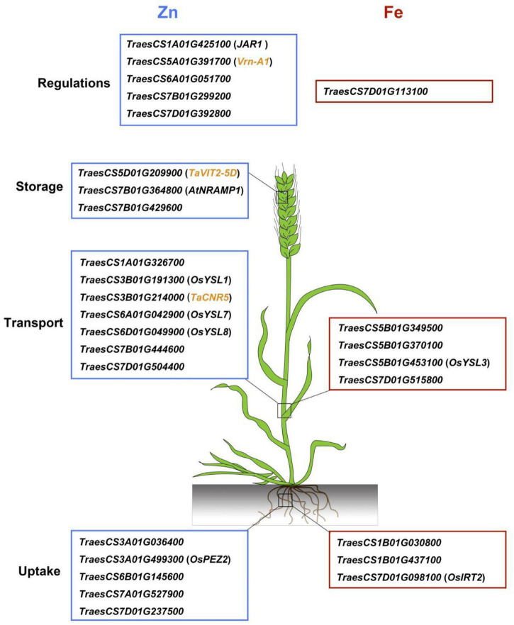 FIGURE 4