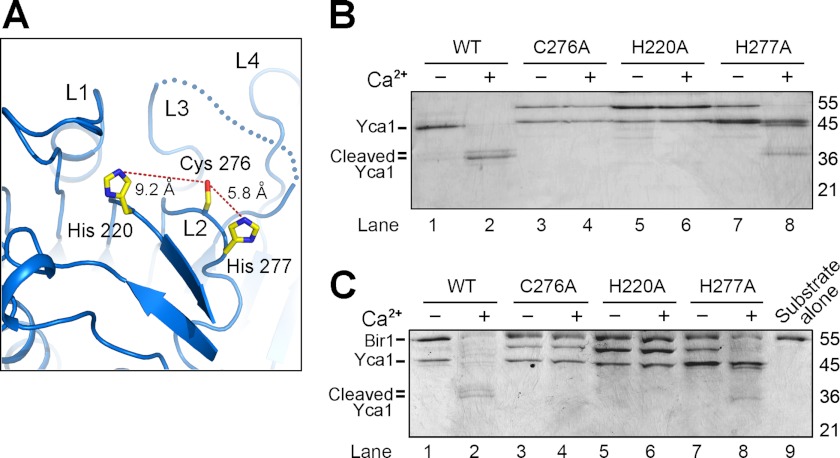 FIGURE 4.