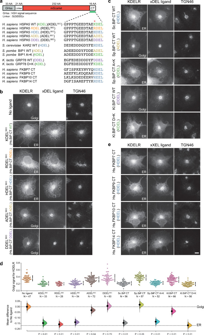 Figure 5—figure supplement 1.