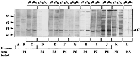 FIG. 2.