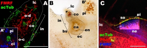 Fig. 7