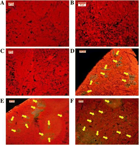 Fig. 14