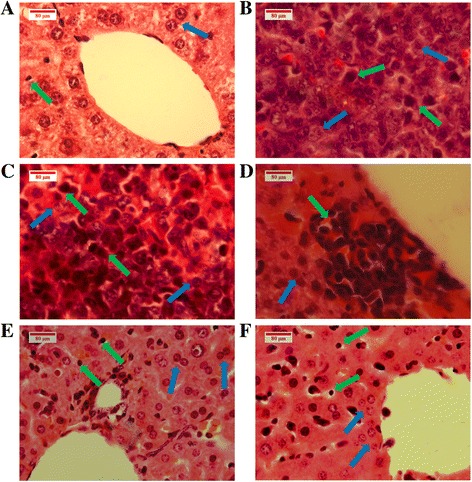 Fig. 13