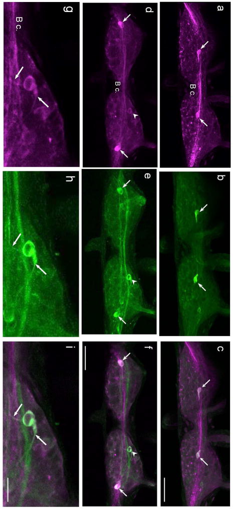 Fig. 10