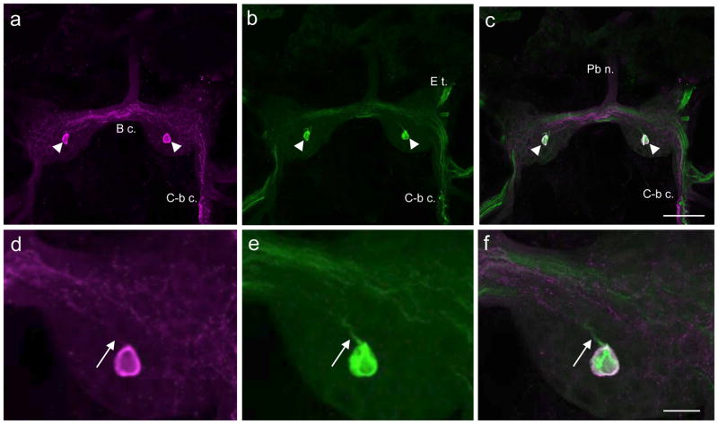 Fig. 8