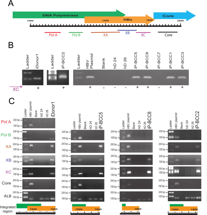 Figure 4—figure supplement 1.