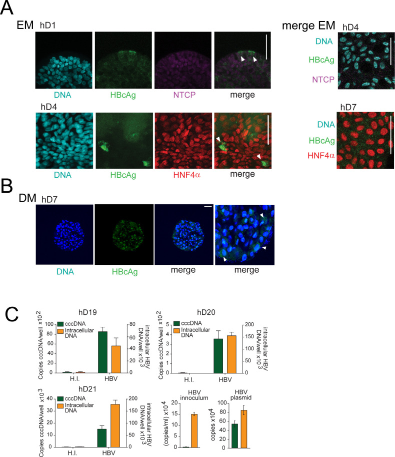 Figure 1—figure supplement 1.