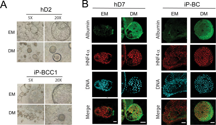 Figure 4—figure supplement 2.