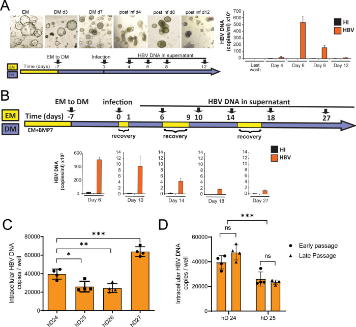 Figure 1—figure supplement 2.