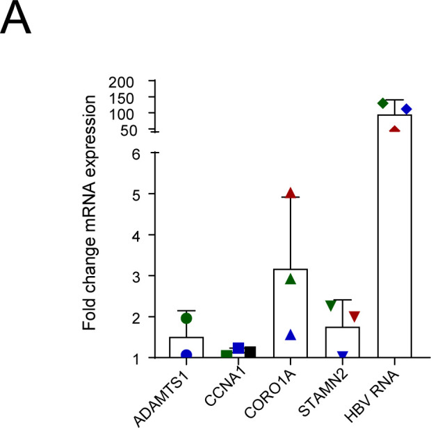 Figure 5—figure supplement 1.