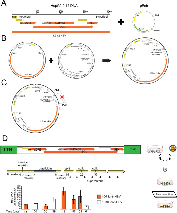 Figure 3—figure supplement 2.