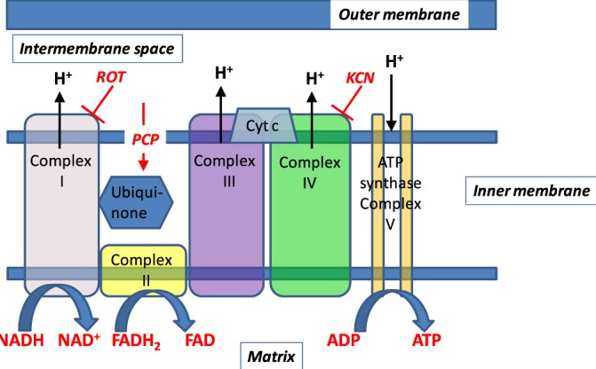 Fig. 2.