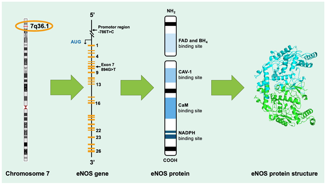 Figure 1: