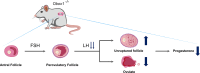 Image, graphical abstract
