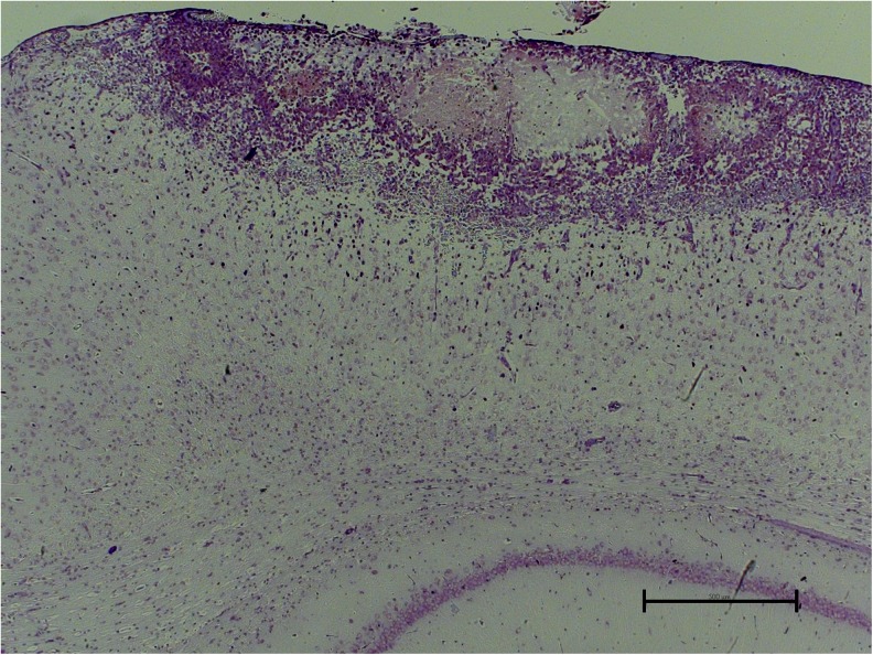 Fig. 6