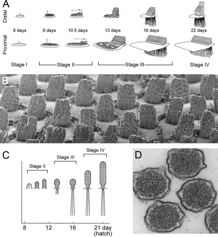 FIGURE 1: