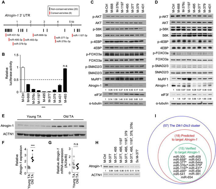 A subset of microRNAs in the Dlk1‐Dio3 cluster regulates age‐associated ...