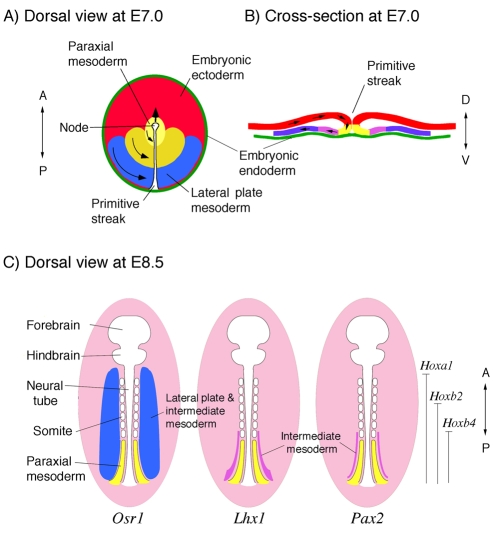 Fig. 2.