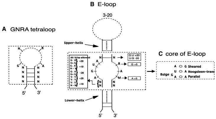 RNAMotif, an RNA secondary structure definition and search algorithm - PMC