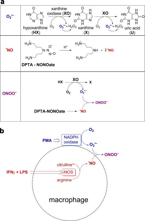 FIGURE 1.