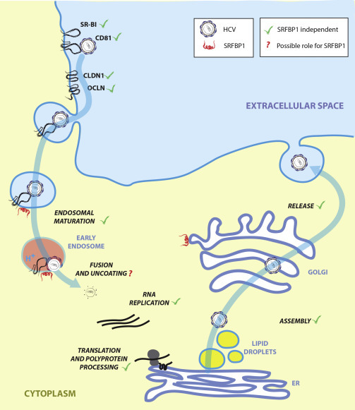 Figure 7