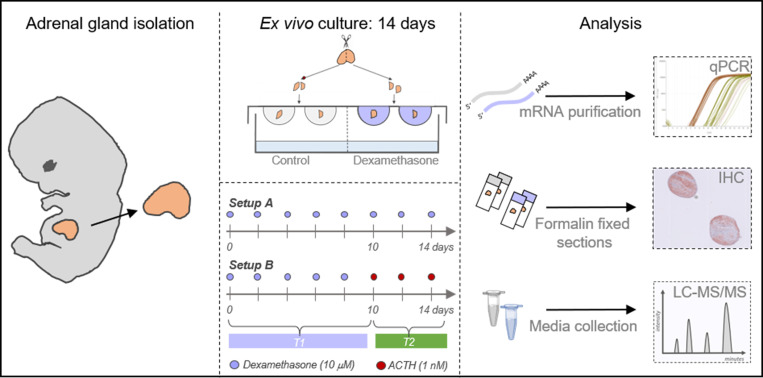 Figure 1