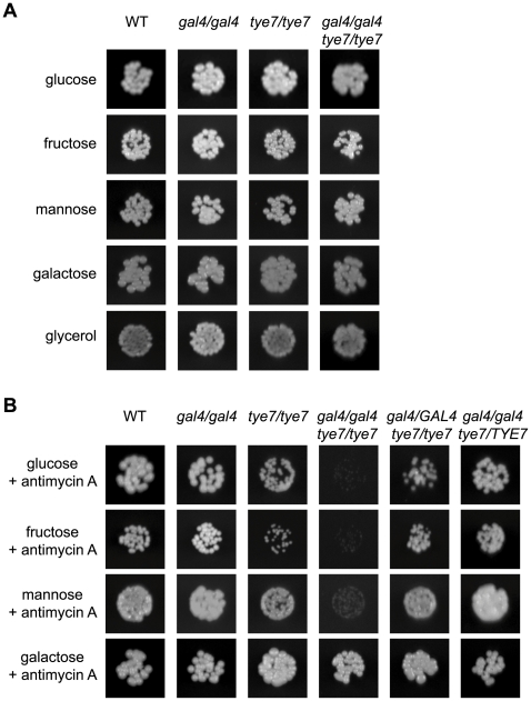 Figure 2