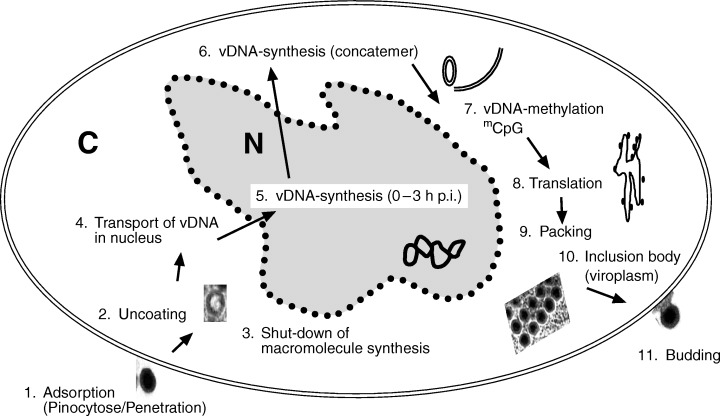 Figure 10