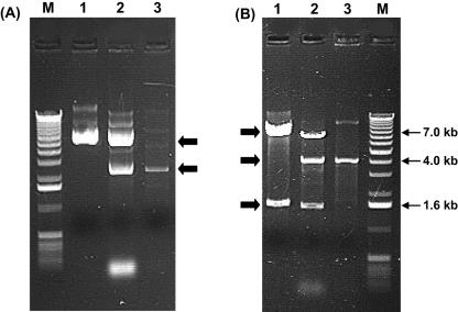 FIG. 8.