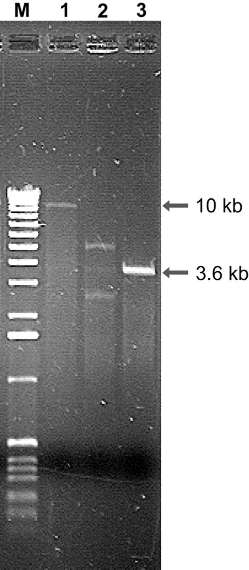 FIG. 1.