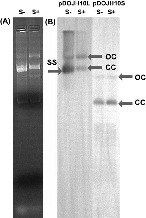 FIG. 5.