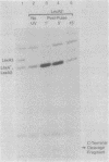 1976