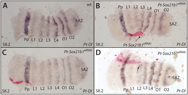 Fig. 10.