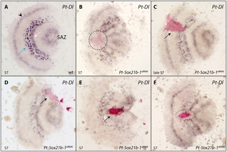 Fig. 9.