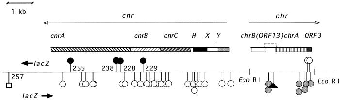 FIG. 1