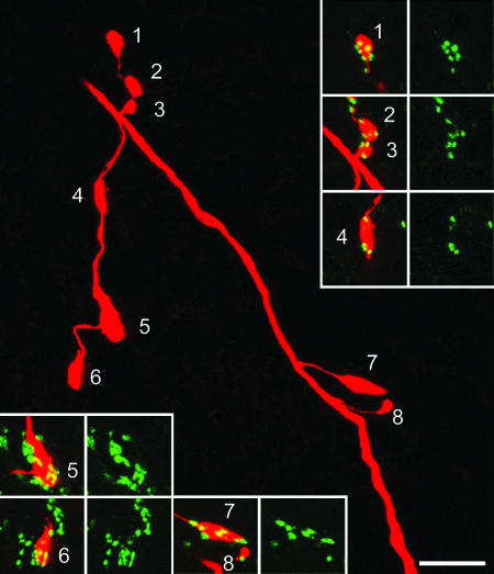 Fig. 2.